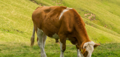 Desi cow ghee