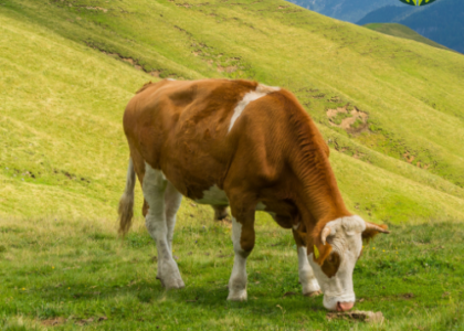 Desi cow ghee