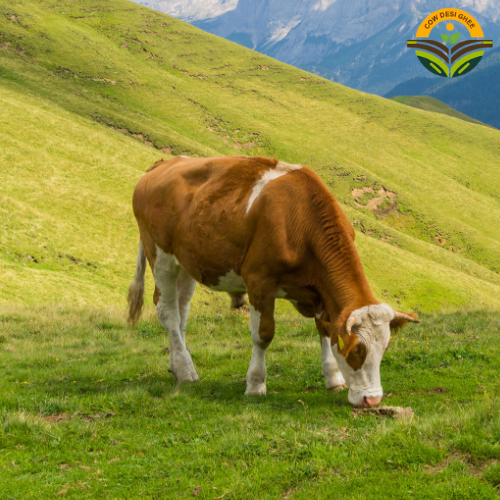 Desi cow ghee